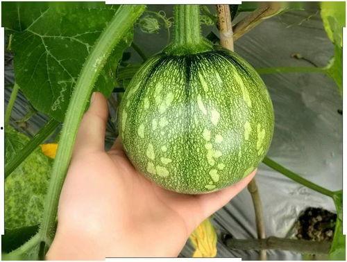 小谭吃瓜,揭秘娱乐圈那些不为人知的幕后故事